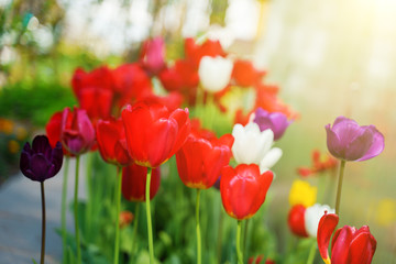 Naklejka premium Red tulips in the garden
