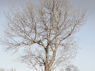 tree in winter
