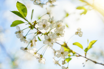 Fototapeta na wymiar White blossom flower on apple tree branch in spring bloom full of bright light.