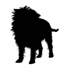 Affenpinscher Silhouette Isolated On White