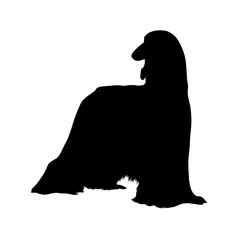 Afghan Hound Silhouette Isolated On White