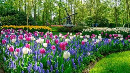 Blooming tulips flowerbed in flower garden Keukenhof, colourful background, Holland