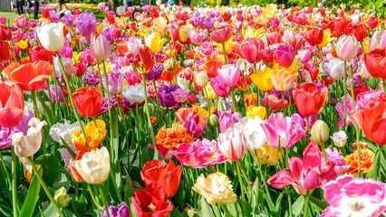 Blooming tulips flowerbed in flower garden Keukenhof, colourful background, Holland