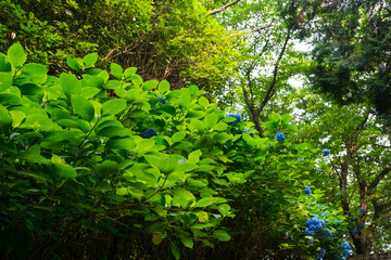 Fototapeta premium 紫陽花(香川県観音寺市粟井神社)