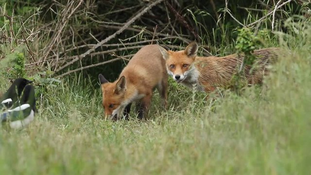 A vixen Red Fox and her cute cub, Vulpes vulpes, are feeding at the entrance to their den. The cub does not want to share the food and an altercation breaks out and the vixen runs off.