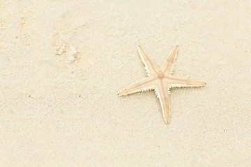 Fototapeta na wymiar Beautiful beige starfish on the sand, travel concept on tropical starfish beach. Copy space. Gorizontal format.