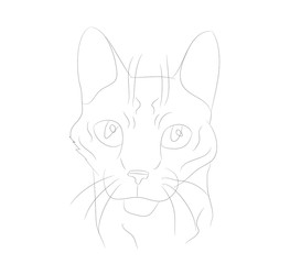 vector illustration cat portrait, lines, vector