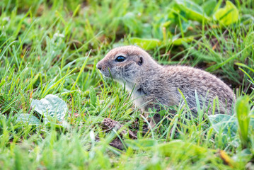 Mountain Caucasian Gopher or Spermophilus musicus in grass in Russia.