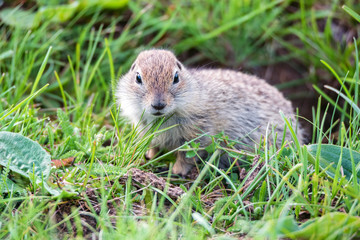 Mountain Caucasian Gopher or Spermophilus musicus in grass in Russia.