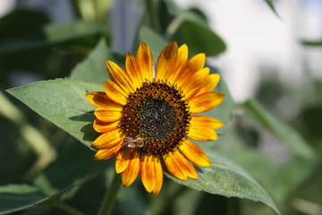 ヒマワリとハチ