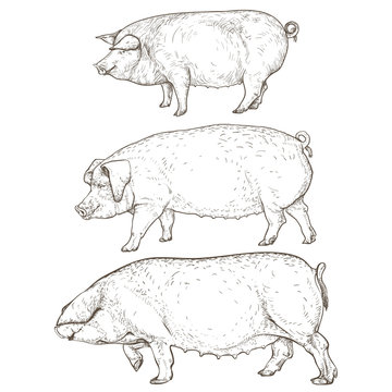 Vector illustration. Hand drawing on a graphic tablet. A set of pigs: the body of the object is painted over. The contour is drawn with a silhouette line. Three pigs on a transparent background.