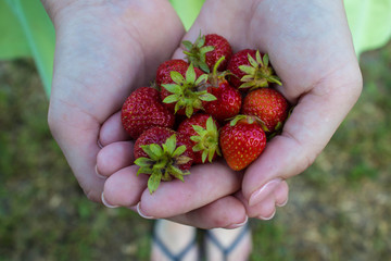 a ripe juicy tasty strawberries on the palms of a girl