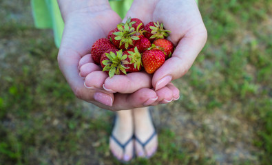 a ripe juicy tasty strawberries on the palms of a girl
