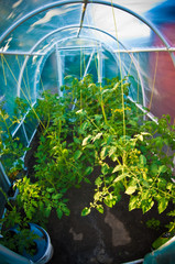 Wide angle view of a hothouse or greenhouse with organic tomatoes.