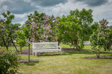 View of a blooming lilac garden with a white bench. Favorite resting place of people. Lilac Delight in Dobele, Latvia.