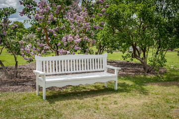 White bench in the lilac garden. Lilac Garden with blossom lilac - a favorite place of rest of people. Lilac Delight in Dobele, Latvia.