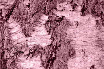 Birch tree bark texture close up.  Toned natural background