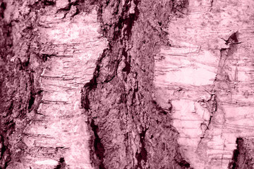 Birch tree bark texture close up.  Toned natural background
