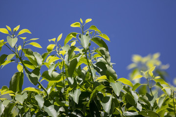 Leaf of Cinnamomum camphora tree