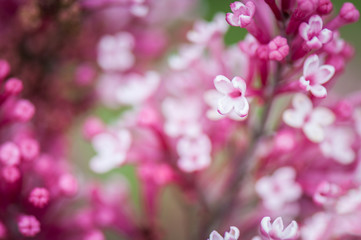 Abstract blurred background of blooming lilac flowers. Flowers background. Selective focus, place for text, macro photo.