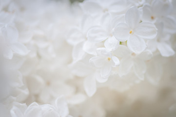 White background from flowers of lilac. Flowers background. Abstract soft floral background. Place for text, macro photo.