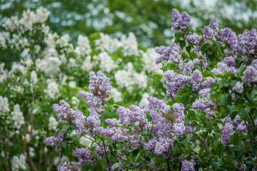 Twigs of blossoming lilac: white and lilac against the background of green foliage