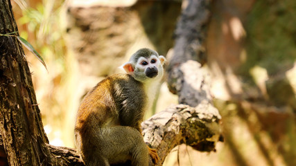 Common monkey on the brunch