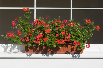 A popular decorative plant called Pelargonie. Latin name Pelargonium.