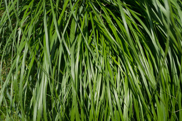 A popular decorative plant called Ornamentation. Latin name Miscanthus sinensis.