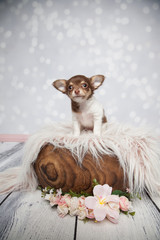 gro&szlig;e Hundeohren