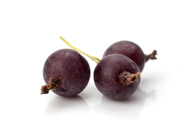 black currant isolated