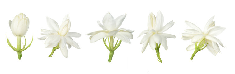 Fototapeta na wymiar Set of White flower, Thai jasmine flower isolated on white background.