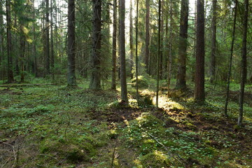 Fototapeta premium Rays of sunlight lit at dawn a dense coniferous forest with earth dug up by wild boar under fir trees