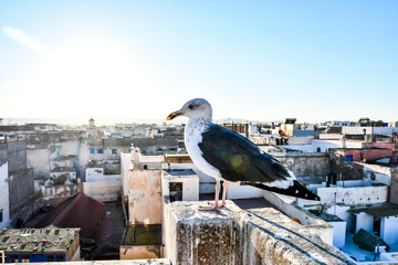 view of Essaouira City of Morocco Africa