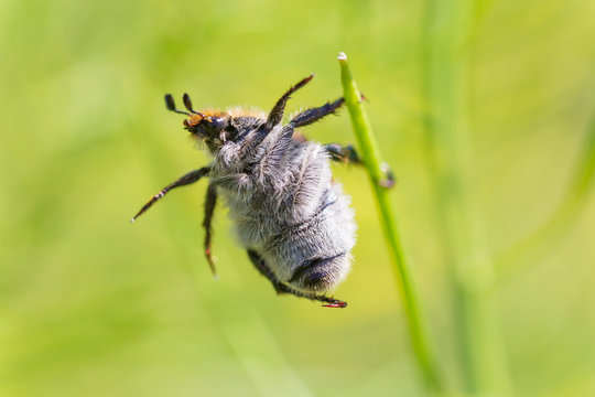 close up of Anisoplia austriaca beetle hanging on plant