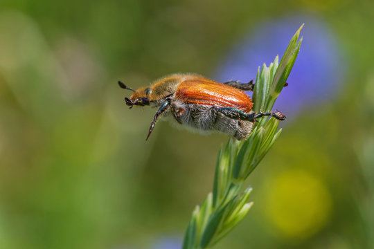 close up of Anisoplia austriaca beetle hanging on blade