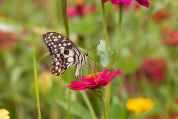 Beautiful butterfly Sucking nectar from pollen In the flower garden