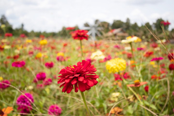 Beautiful Chrysanthemum Flower garden and Beautiful butterfly Sucking nectar from pollen