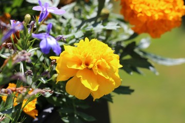Tagetes Gelb