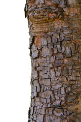 Naklejka premium Embossed texture of tree bark with isolated over a white background