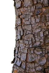 Embossed texture of tree bark with  isolated over a white background