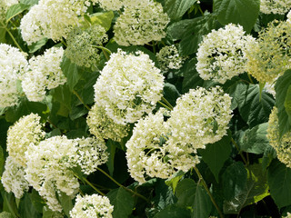 Hydrangea arborescens 'Annabelle' en fleurs (Hortensia de Virginie)