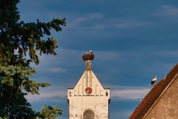 storchennest in muhr am see
