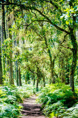 sun rays on pine forest in summer