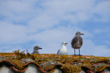 two baby seagulls and mother on the tile roof
