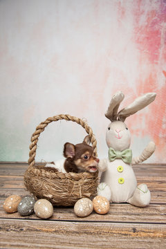 Osterhund