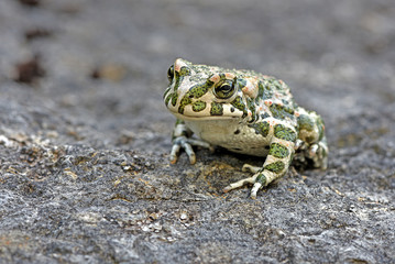 Wechselkröte - Bufo viridis