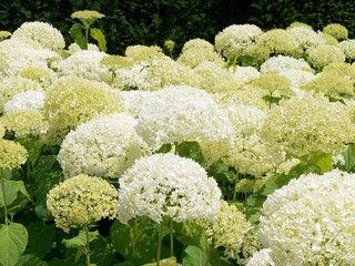 Inflorescence à grandes bractées blanc-crème de l'hortensia de virginie (Hydrangea arborescens 'Annabelle)