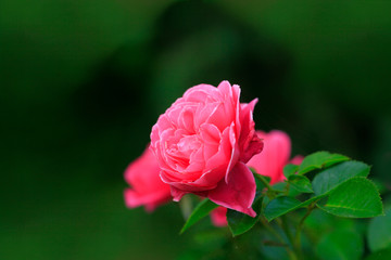 Photo rose petals isolated on the natural blurred background. Closeup. For design, texture, background. Nature.