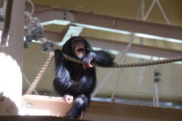 Chimpanzee's baby is playing with rope.